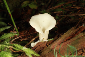 Öronmussling, Pleurocybella porrigens